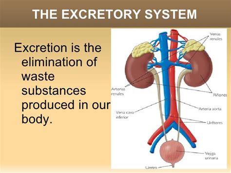 The excretory system