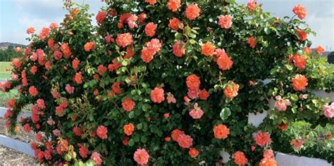 Which Types of Rose Bush Should You Plant? – Roworth – Flower Gardening ...