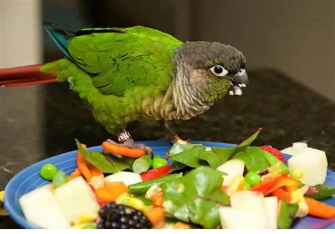 Fruits and vegetables for the pet parrot - Green cheek parrot