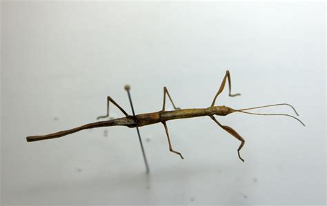 Phasmatodea – UNBC BIOL 322, Entomology