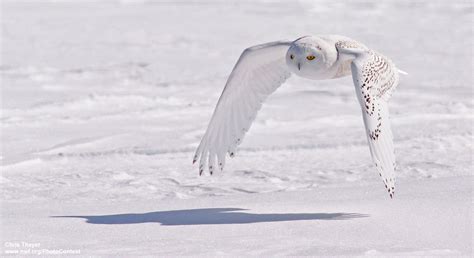 Snowy Owl Flying In The Tundra