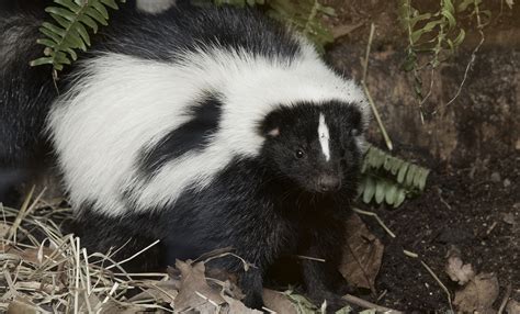 Striped skunk | Smithsonian's National Zoo and Conservation Biology ...