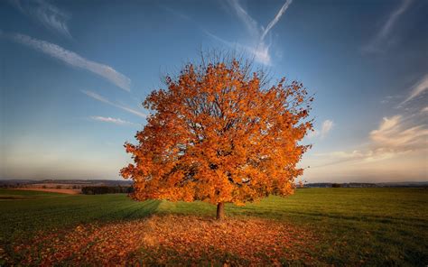 tree, autumn, field Wallpaper, HD Nature 4K Wallpapers, Images and ...