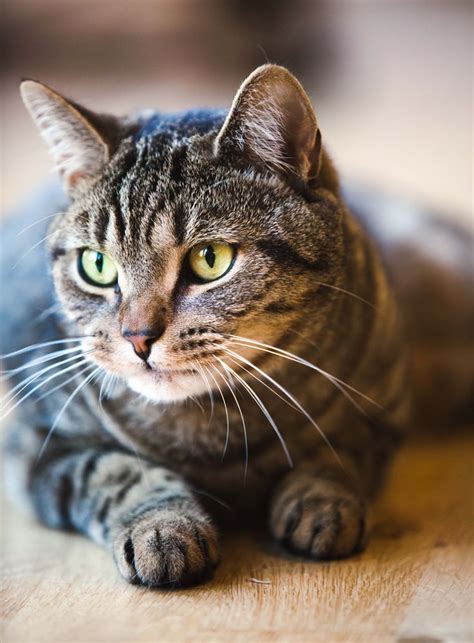 dark gray tabby | Grey tabby cats, Cats, Cat breeds