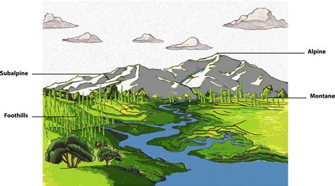 Image depicting generalized ecological zonation of vertically oriented ...