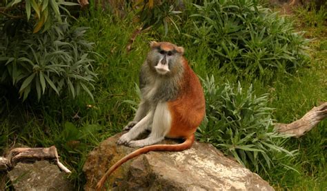 Common patas monkey facts, distribution & population | BioDB