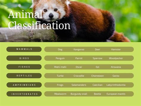 Animal Classification Graph – Elysian Cry