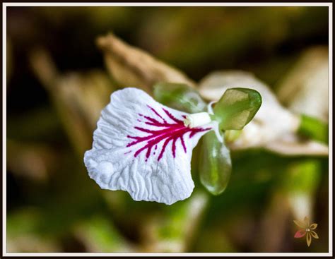 cardamom flower - India Travel Forum | IndiaMike.com