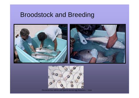 (PDF) Broodstock and Breeding - aquaculture.asia · Broodstock and ...