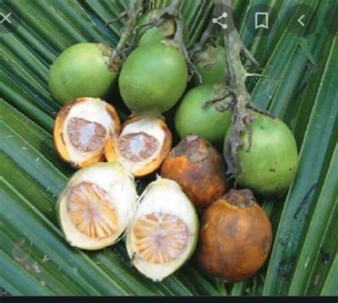 3 Seeds Areca Catechu Betel Palm Areca Nut Fresh My Garden - Etsy