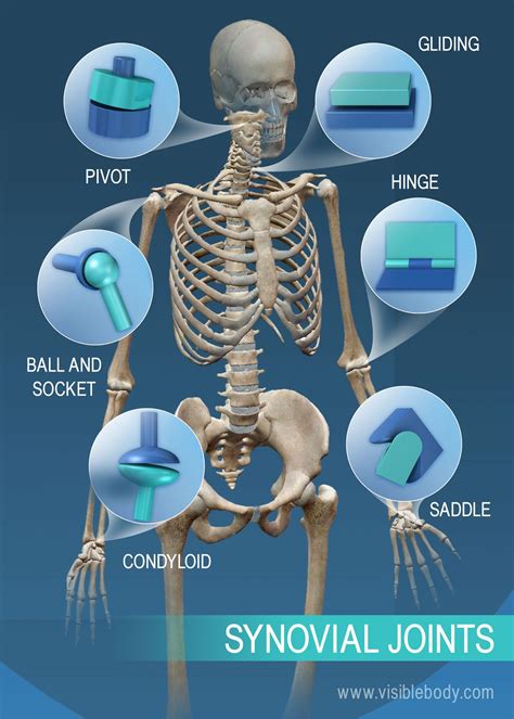 [Download 45+] Condyloid Joint Vs Ball And Socket