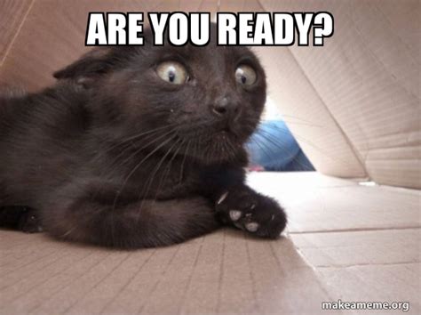 Are you ready? - Schitzo Cat Meme Generator