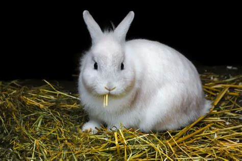 Rabbit Won't Eat Hay : 5 Brutal Health Issues - 2023