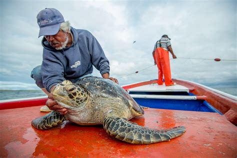 Global Sea Turtles with Conservation International - Evermaven Agency