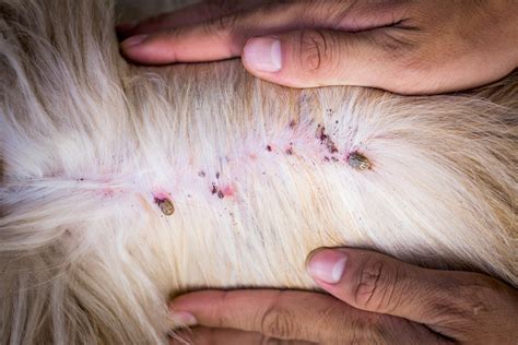 What To Do If Your Dog Is Bitten By A Tick