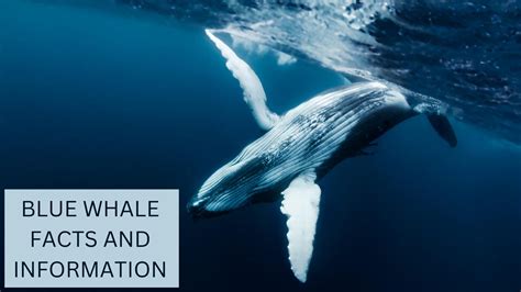 Blue Whale Facts | Anatomy, Diet, Migration and Reproduction