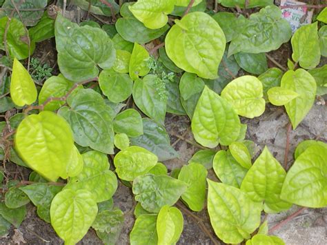 Betel - Wikipedia