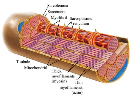 Label the following in a diagram of a skeletal muscle fiber: sarcolemma ...