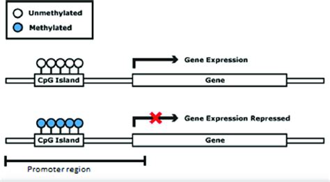 Gene promoter region with methylated and unmethylated CpG islands ...