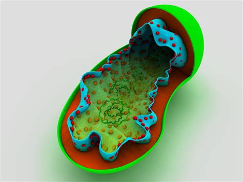 mitochondrion cells 3d 3ds