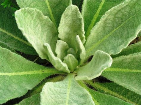 Common mullein | Integrated Crop Management