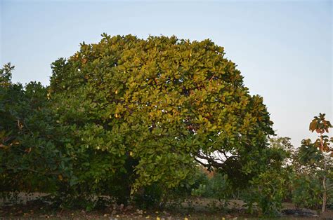 Anacardium occidentale (Anacardiaceae) image 88723 at PhytoImages.siu.edu