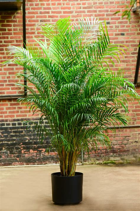 Chrysalidocarpus Lutescens Areca Palm - Plants For Gift