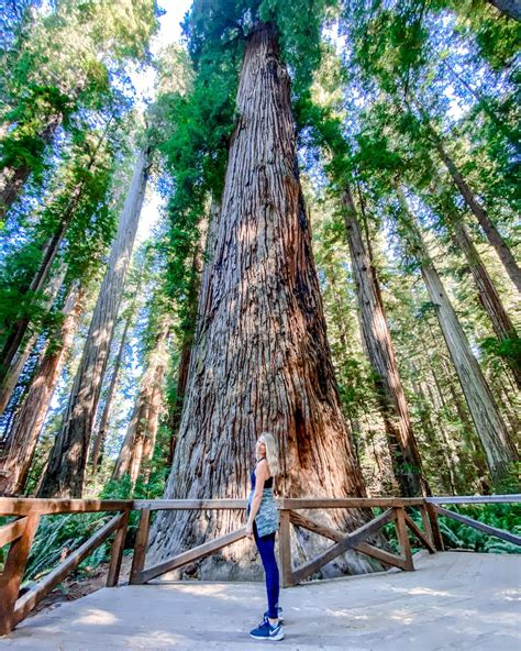 Exploring Redwood National Park - A BLONDE VINTAGE