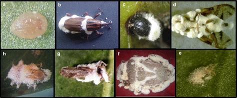 Beauveria Bassiana Control Insects For Plants |Tangsonsbio