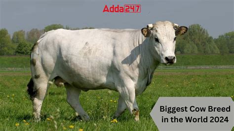 Biggest Cow Breed in the World, Know the Names of Top-10