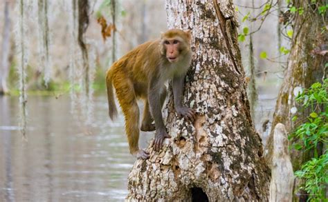 Silver Springs' Wild Monkeys Attract Visitors (and Controversy)