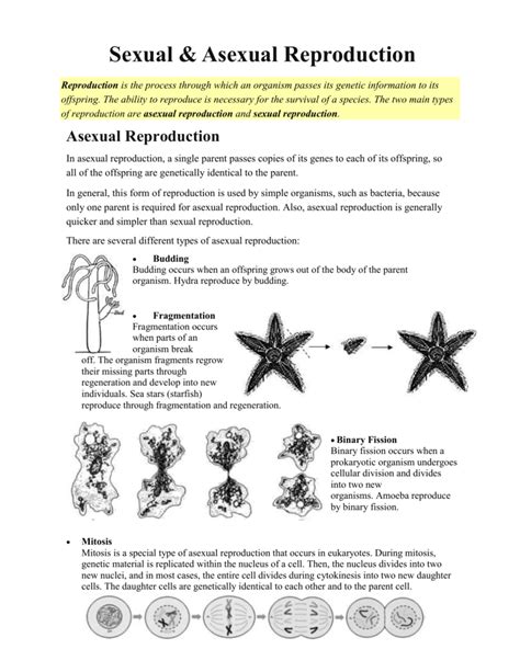 😎 What is regeneration in asexual reproduction. Which Organisms Can ...