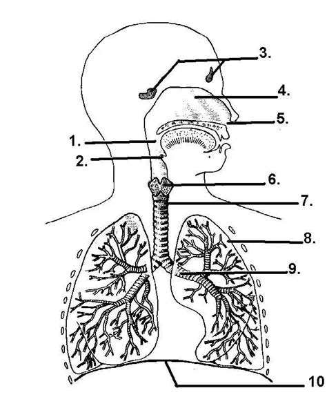 Respiratory System Unlabeled Diagram