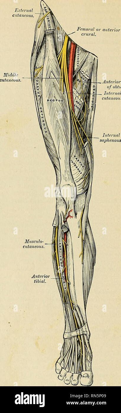 Crural Anatomy