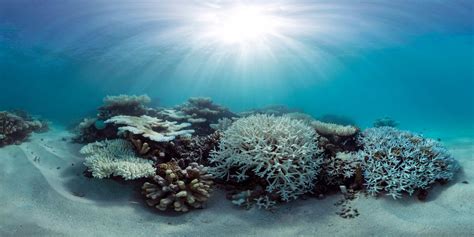 Bleaching of coral reefs reduced where daily temperature changes are ...