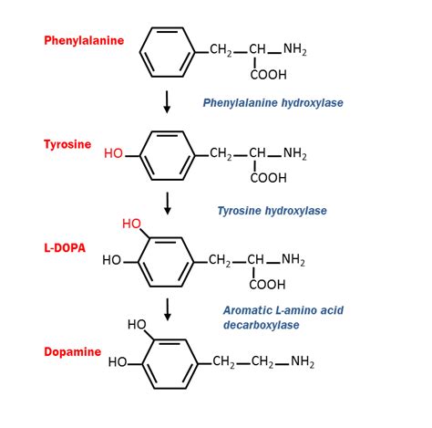 トリプトファンヒドロキシラーゼ - Tryptophan hydroxylase - JapaneseClass.jp