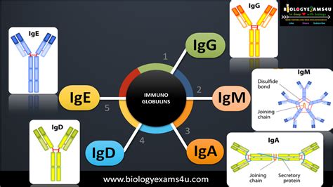 5 Types of Immunoglobulins or Antibodies - Structure and Function ...