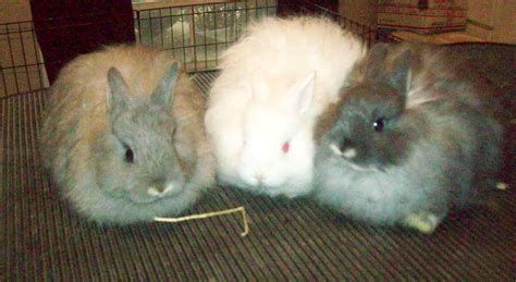 Jersey Wooly Kits | USA Rabbit Breeders