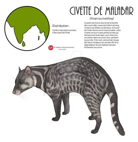 Malabar large-spotted civet by Gredinia on DeviantArt