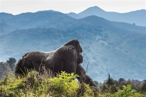 Do Mountain Gorillas Live in Families?