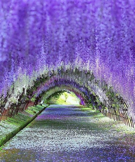 Wisteria Tunnel Kitakyushu Japan | Wisteria tunnel, Kitakyushu ...