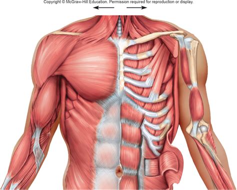 Chest Muscles Diagram | Quizlet