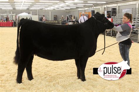 Cow Palace – Limousin Heifers | The Pulse