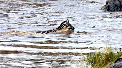 Zebras meet crocodile ambush as they cross river in Kenya