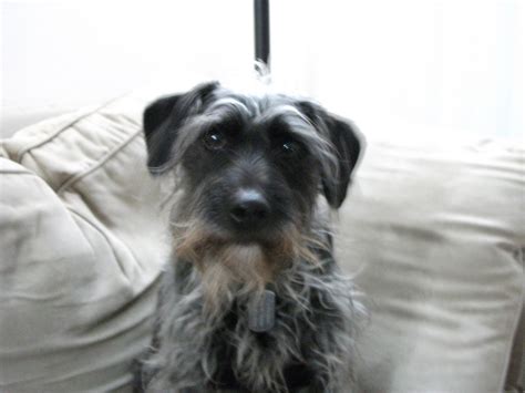 Schnauzer Terrier Mix - Dog Training Home | Dog Types