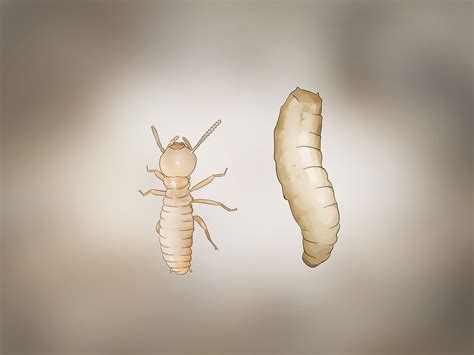 3 Ways to Identify Termite Larvae - wikiHow