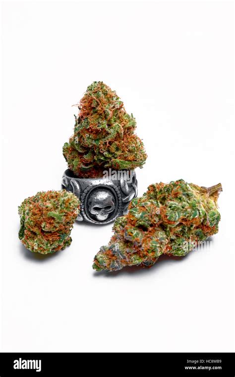 Close up photo of marijuana bud(s) isolated on background Stock Photo ...