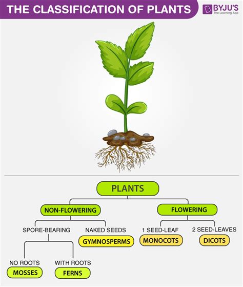 BSc Botany Diversity & Classification of Plants Notes 2024 | 2024