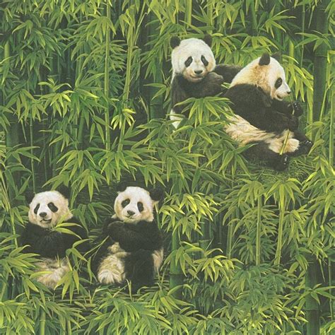 Bamboo Panda Wallpapers - Wallpaper Cave