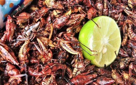 How to Cook Crickets | Fry, Roast, How to Prepare & Other Expert Tips ...